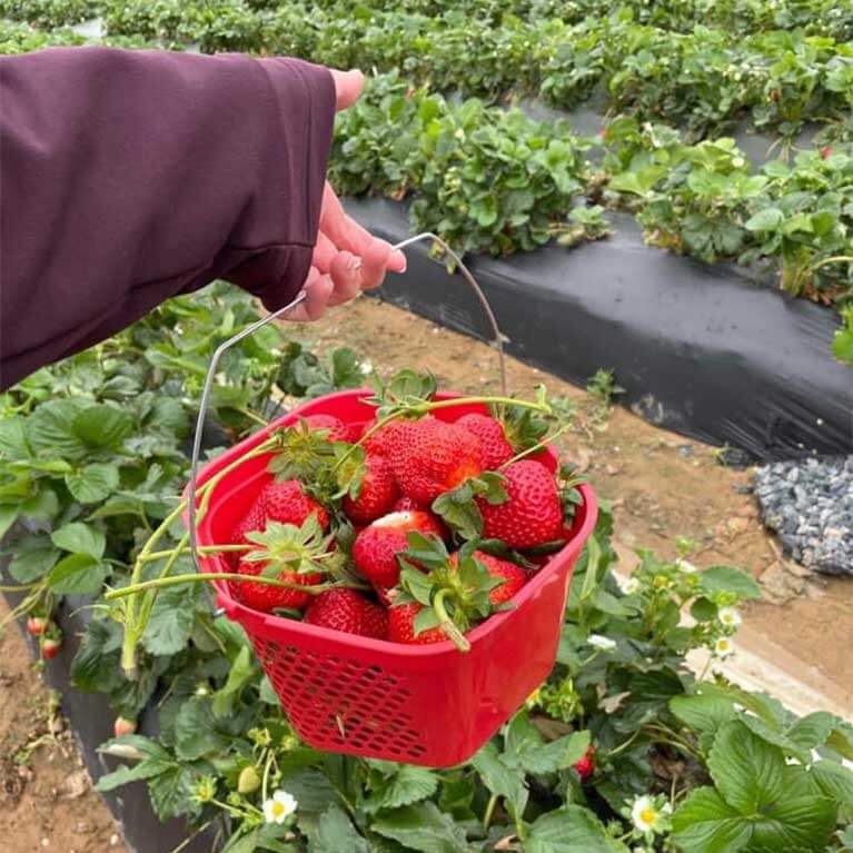 Strawberries-BasketofStrawberries