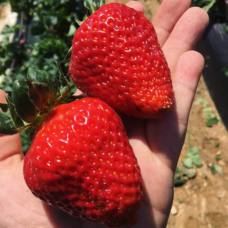 Strawberries-BigStrawberries
