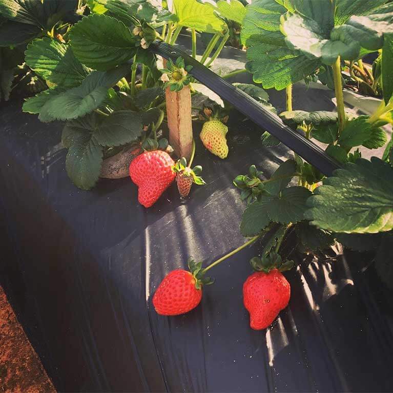 Strawberries-ElevatedUPickPatch